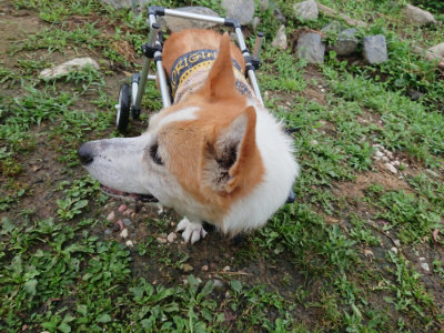f:id:roukenhome-ann:20190701081146j:plain