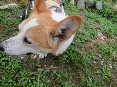f:id:roukenhome-ann:20190701081540j:plain f:id:roukenhome-ann:20190701081540j:plain