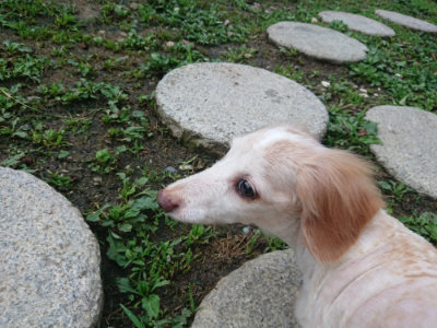 f:id:roukenhome-ann:20190701081654j:plain f:id:roukenhome-ann:20190701081654j:plain