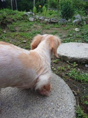 f:id:roukenhome-ann:20190701081656j:plain f:id:roukenhome-ann:20190701081656j:plain