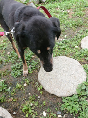 f:id:roukenhome-ann:20190701125325j:plain f:id:roukenhome-ann:20190701125325j:plain