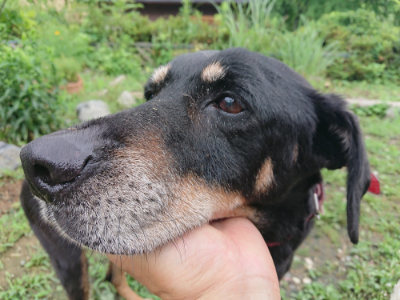 f:id:roukenhome-ann:20190701125336j:plain f:id:roukenhome-ann:20190701125336j:plain