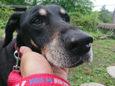f:id:roukenhome-ann:20190701125340j:plain f:id:roukenhome-ann:20190701125340j:plain