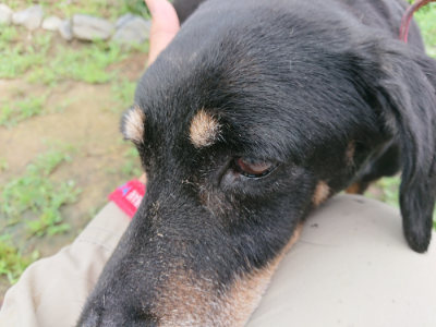 f:id:roukenhome-ann:20190701125343j:plain f:id:roukenhome-ann:20190701125343j:plain