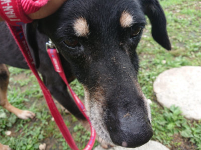 f:id:roukenhome-ann:20190701125344j:plain f:id:roukenhome-ann:20190701125344j:plain
