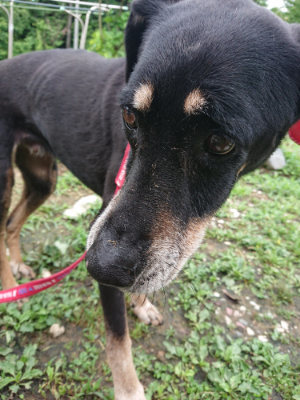 f:id:roukenhome-ann:20190701125346j:plain f:id:roukenhome-ann:20190701125346j:plain