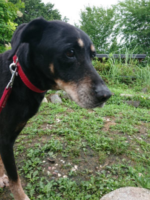 f:id:roukenhome-ann:20190701125351j:plain f:id:roukenhome-ann:20190701125351j:plain
