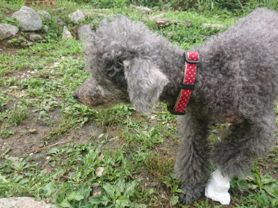 f:id:roukenhome-ann:20190701125509j:plain f:id:roukenhome-ann:20190701125509j:plain