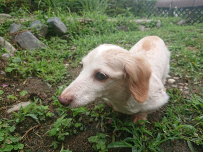 f:id:roukenhome-ann:20190701141839j:plain