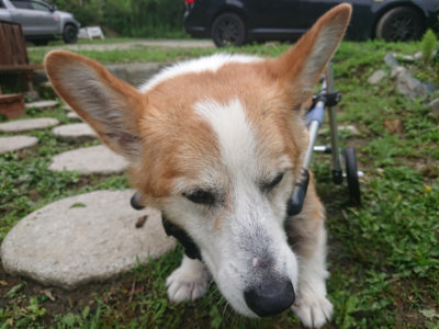 f:id:roukenhome-ann:20190701141945j:plain