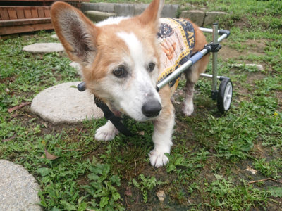 f:id:roukenhome-ann:20190701141951j:plain