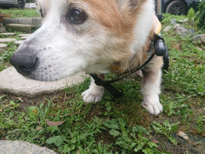 f:id:roukenhome-ann:20190701141957j:plain