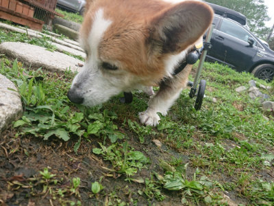 f:id:roukenhome-ann:20190701142000j:plain