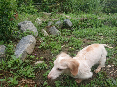 f:id:roukenhome-ann:20190701142013j:plain