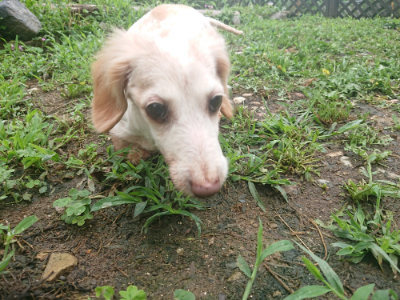 f:id:roukenhome-ann:20190701142017j:plain