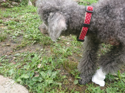 f:id:roukenhome-ann:20190701142033j:plain