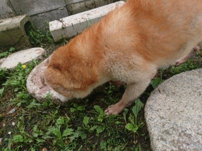 f:id:roukenhome-ann:20190701142035j:plain