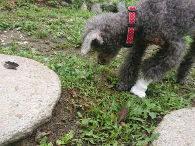 f:id:roukenhome-ann:20190701142041j:plain