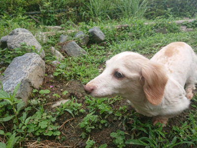 f:id:roukenhome-ann:20190701142042j:plain