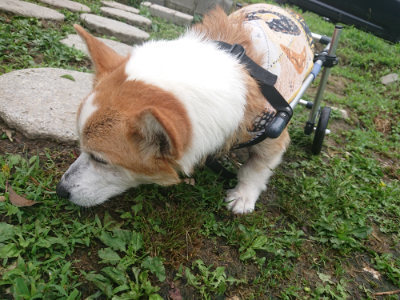 f:id:roukenhome-ann:20190701142043j:plain
