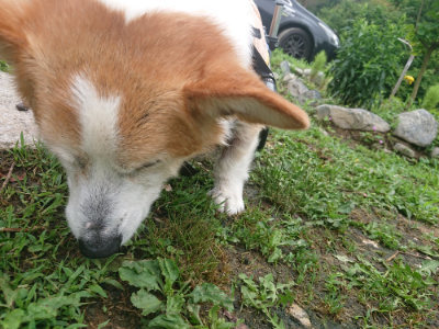 f:id:roukenhome-ann:20190701142054j:plain