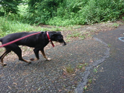 f:id:roukenhome-ann:20190701142209j:plain