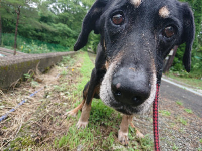 f:id:roukenhome-ann:20190701142212j:plain