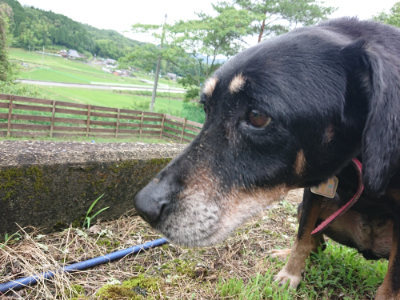 f:id:roukenhome-ann:20190701142217j:plain