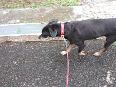 f:id:roukenhome-ann:20190701142218j:plain