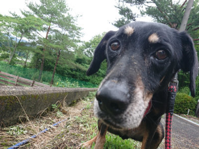 f:id:roukenhome-ann:20190701142223j:plain