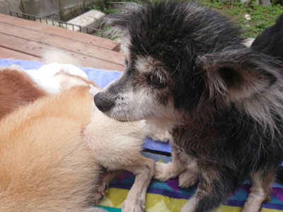 f:id:roukenhome-ann:20190701142410j:plain
