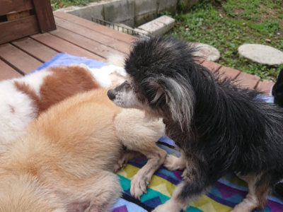 f:id:roukenhome-ann:20190701142419j:plain