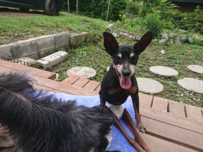 f:id:roukenhome-ann:20190701142420j:plain