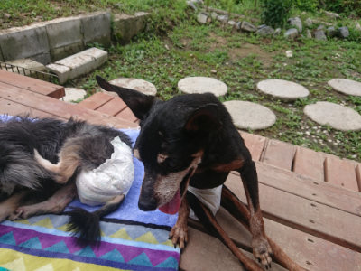 f:id:roukenhome-ann:20190701142726j:plain