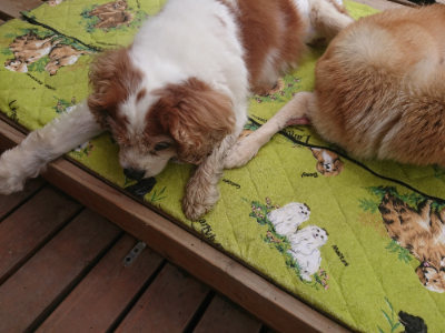 f:id:roukenhome-ann:20190701142959j:plain