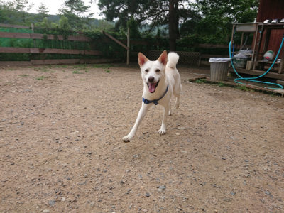 f:id:roukenhome-ann:20190701195330j:plain