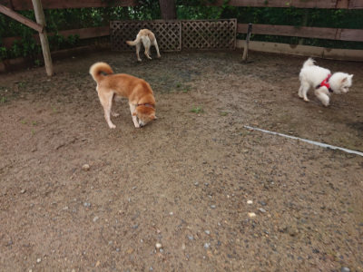 f:id:roukenhome-ann:20190702131745j:plain