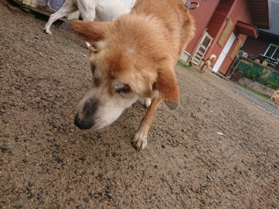 f:id:roukenhome-ann:20190702131908j:plain