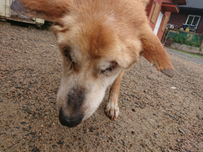 f:id:roukenhome-ann:20190702131914j:plain