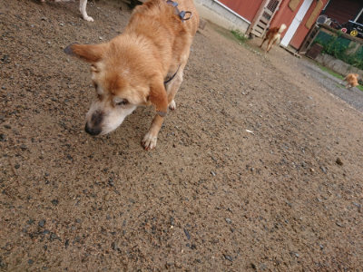 f:id:roukenhome-ann:20190702131918j:plain