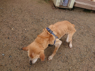 f:id:roukenhome-ann:20190702131945j:plain