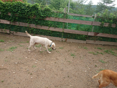 f:id:roukenhome-ann:20190702132002j:plain
