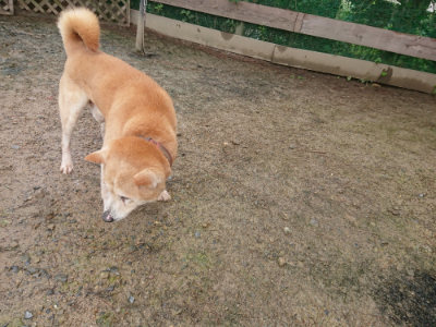 f:id:roukenhome-ann:20190702132030j:plain
