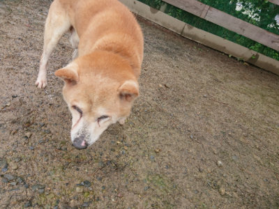 f:id:roukenhome-ann:20190702132036j:plain
