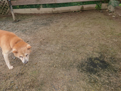 f:id:roukenhome-ann:20190702132145j:plain