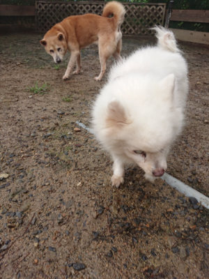 f:id:roukenhome-ann:20190702132159j:plain
