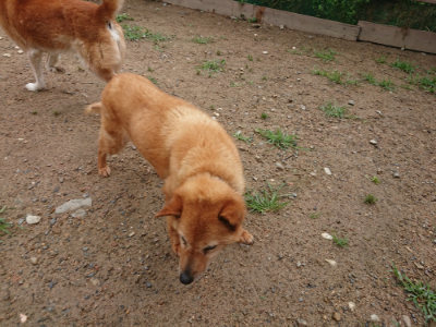 f:id:roukenhome-ann:20190702132349j:plain