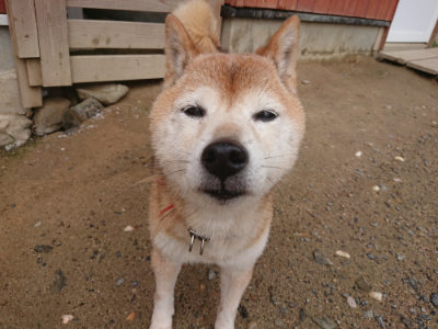 f:id:roukenhome-ann:20190702132405j:plain