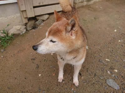 f:id:roukenhome-ann:20190702132414j:plain