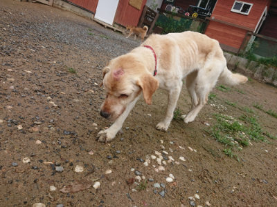 f:id:roukenhome-ann:20190702132514j:plain